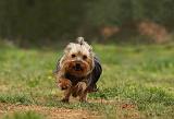 YORKSHIRE TERRIER 635